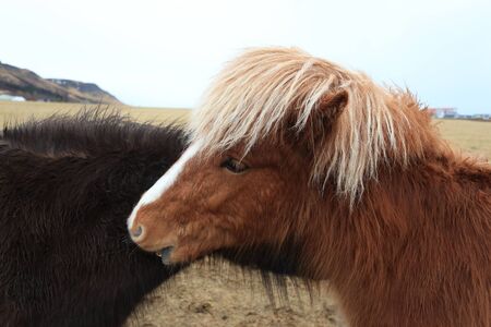 islandic horsesの写真素材