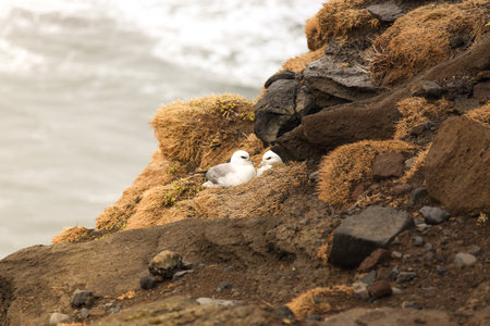 Seagull in nest on the cliffの写真素材