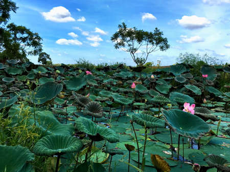 Pink lotus in pondの写真素材