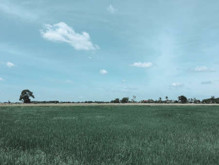 The Ricefield landscape made by vintage filter.の写真素材
