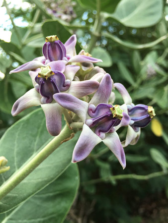 CALOTROPIS GIANTEA.の写真素材