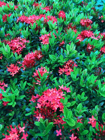 Ixoraの写真素材