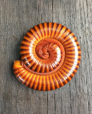 Millipede