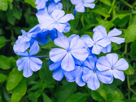 The beautiful blue flowers bloom in the garden.の写真素材