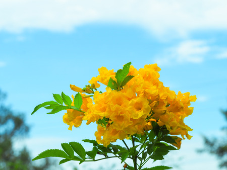 The beautiful yellow flowers are blooming in thr garden.の写真素材