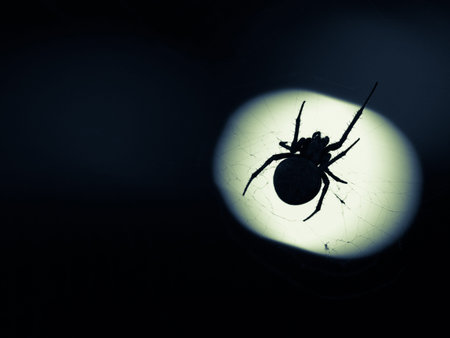 The spider is looking for Victims on the web.