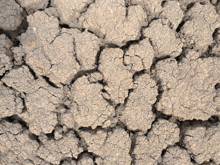The brown crack clay in summer day.
