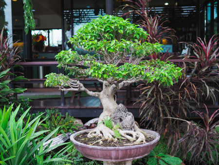 The beautiful bonsai tree on the clay pot.の写真素材