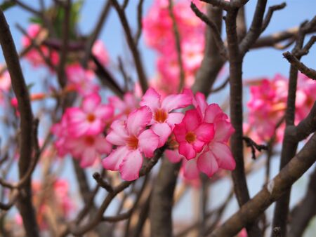 Pink flowers is blooming in the garden.の写真素材