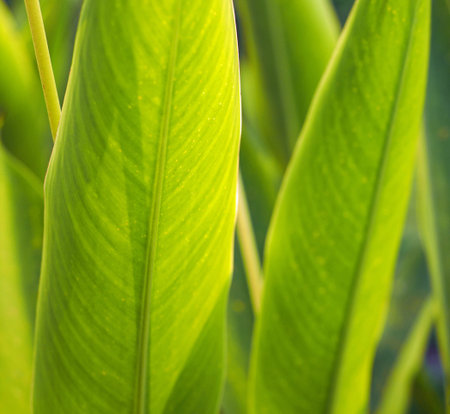 The beautiful green leaf in the garden.の写真素材