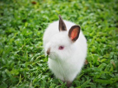 The white rabbit on the grass.の素材