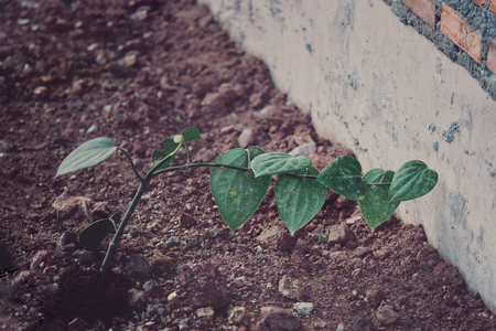 Plant in park on the wall.の写真素材