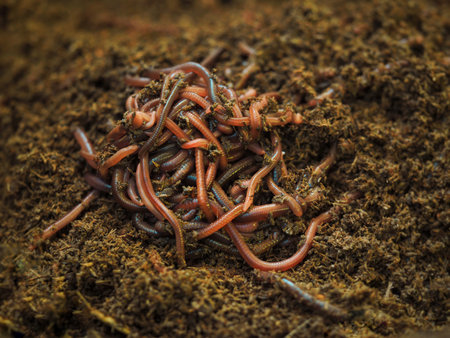 A lot of earth worm in soil.