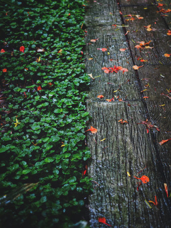Tree in park in rainy day.
