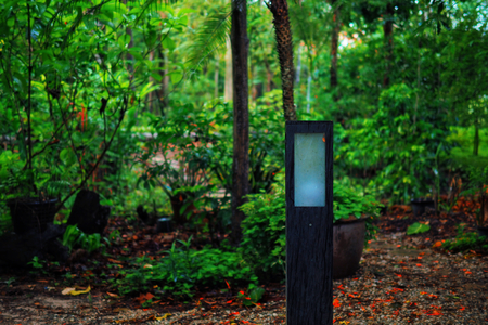 Tree in park in rainy day.の写真素材
