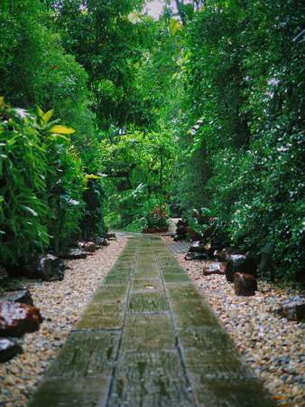 Tree in park in rainy day.の写真素材