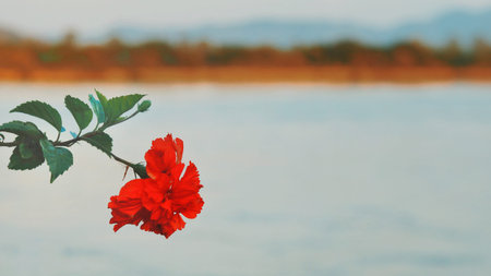 Red flower in park in the morning.