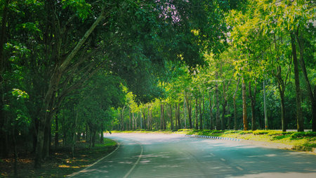 Trees in park in the morning.