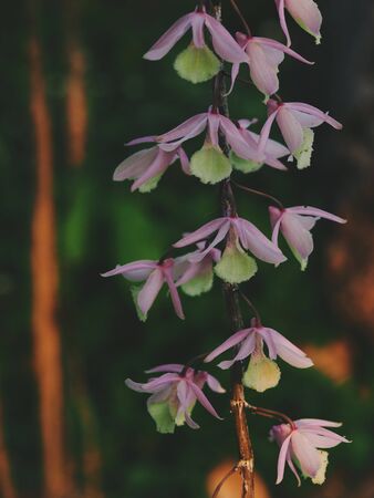 Purple orchids blooming in park in morning.の写真素材