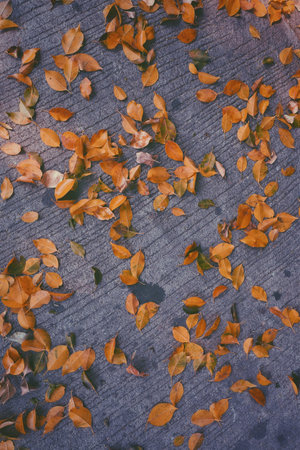 Leaf on ground in park in the morning.