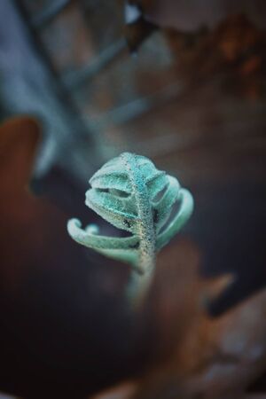 Green leaf of fern in park in the morning.の写真素材