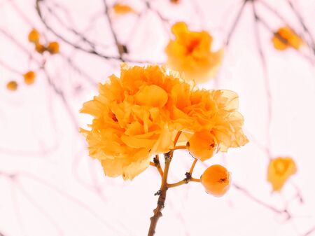 Yellow cotton tree flowers in park in the morning.の写真素材