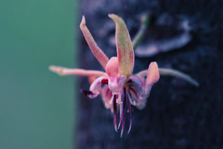 The cacao flowers blooming in farm in the morning.