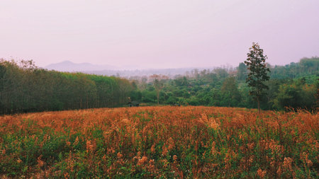 Landscape of green field in park in the morning.