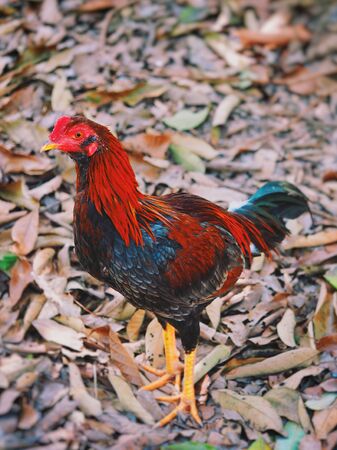 Chicken in farm in the morning.の写真素材