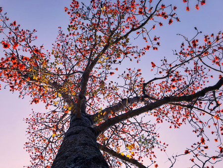 Landscape of colorful trees in park in the morning.