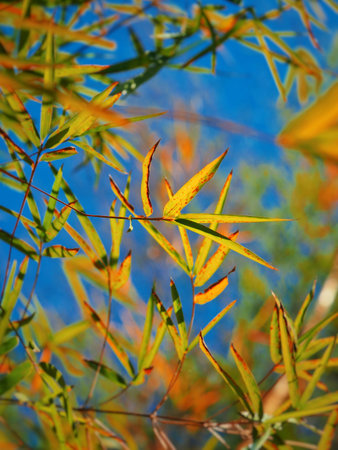 Bamboo leaf in park in the morning.