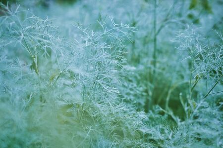 Landscape of green plant in farm in the morning.の写真素材