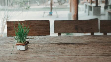 Grass in pot on the wooden table in park.の写真素材