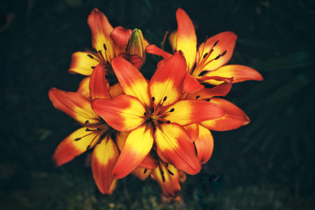 Orange yellow lily flowers blooming in park.の写真素材