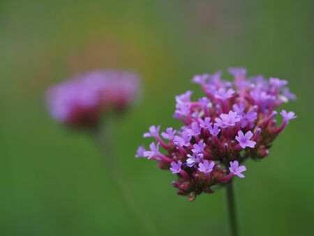 The purple flowers blooming in park in the morning.の写真素材