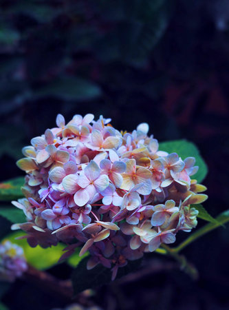 The purple hydrangea flower blooming in park in the morning.