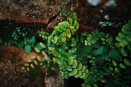 Green fern in park in the morning.の写真素材