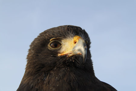 Harris hawk close up portrait