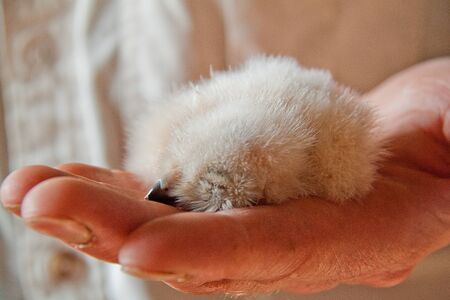 young harris hawk in big comfortable handの写真素材