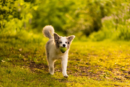 domestic animal pet play happy in a dreams background. Beautiful pedigree Border collie runingの写真素材