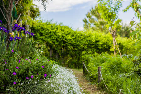 Urban garden background. Spring, summer natural ecology environment sustainability horticultureの写真素材