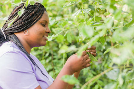 Cuban Latin black woman gardening in urban garden. sustainability horticulture with organic foodの写真素材