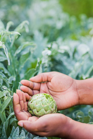 artichoke background vegetarian food closeup with latin hand. Plant vegetable vegan organic food.の写真素材