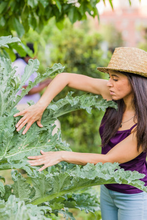 Pest plant leaf disease in agriculture. Parasite pesticide free in organic food. mid Hispanic woman
