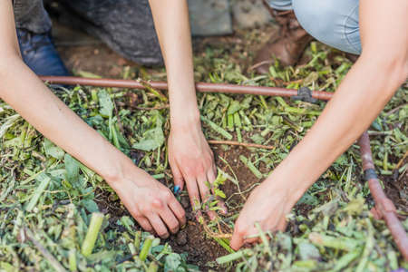 Tomato harvest farm agriculture with hand. Springtime with Latin Venezuelan Cuban and Moroccanの写真素材