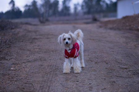 small pet dog in countryside wearing fashion dress clothes. copy space in background