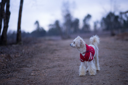 small pet dog in countryside wearing fashion dress clothes. copy space in backgroundの写真素材