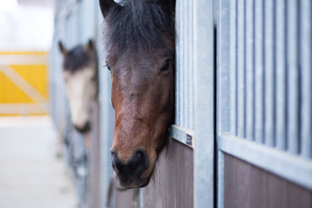 Horse stable from equitation sport riding school. Equestrian ranch paddock with no people.の写真素材