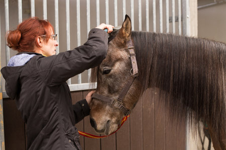 How to use horse bridle muzzle. Mid adult woman prepare in horse riding school for trainingの写真素材