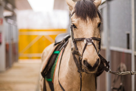 Horse stable from equitation sport riding school. Equestrian ranch paddock with no people.の写真素材